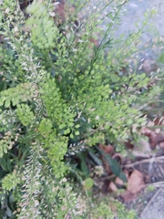 Lepidium densiflorum