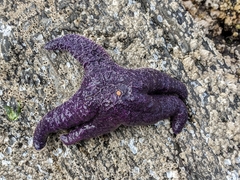 Pisaster ochraceus