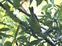 Cardellina canadensis