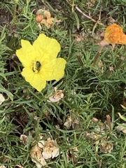 Agapostemon