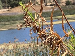 Baccharis salicifolia