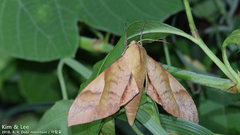 Clanis bilineata
