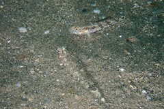 Pomatoschistus pictus