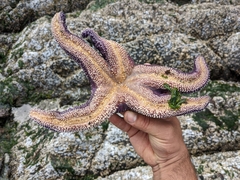 Pisaster ochraceus