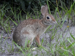 Sylvilagus