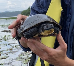 Emydoidea blandingii