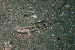 Pomatoschistus pictus