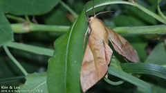 Clanis bilineata