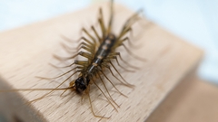 Thereuopoda clunifera