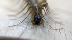 Thereuopoda clunifera