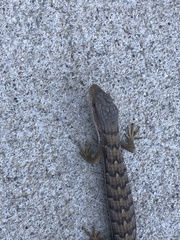 Elgaria multicarinata