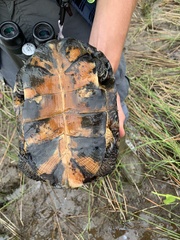 Emydoidea blandingii