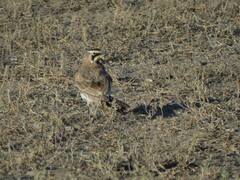 Eremophila alpestris