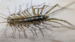 Thereuopoda clunifera