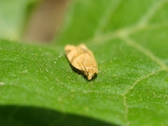 Clepsis peritana