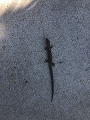 Elgaria multicarinata