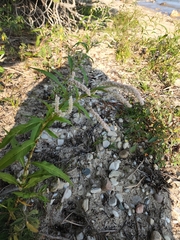 Persicaria lapathifolia