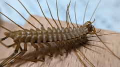 Thereuopoda clunifera