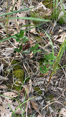 Arctostaphylos uva-ursi