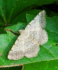 Digrammia ocellinata