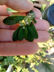 Euphorbia hypericifolia