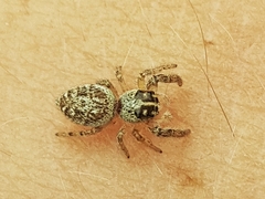 Macaroeris nidicolens