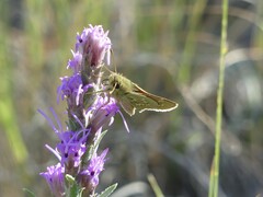 Hesperia assiniboia