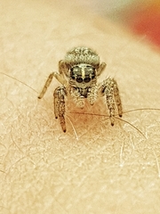 Macaroeris nidicolens