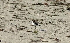 Charadrius ruficapillus
