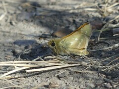 Hesperia assiniboia