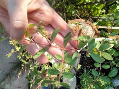 Euphorbia hypericifolia