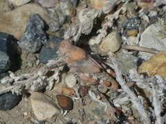 Oedipodinae