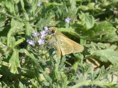 Hesperia assiniboia