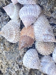 Cenchritis muricatus