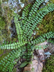 Asplenium trichomanes