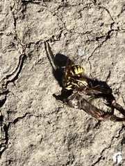 Vespula pensylvanica