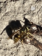 Vespula pensylvanica