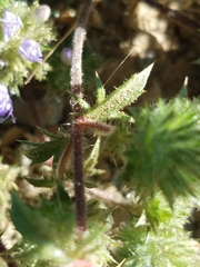 Navarretia