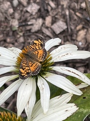 Phyciodes