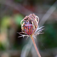Graphosoma italicum italicum
