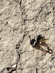 Vespula pensylvanica