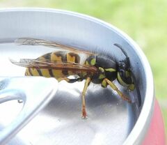 Vespula vulgaris