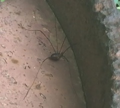 Opiliones
