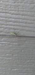 Zelus renardii