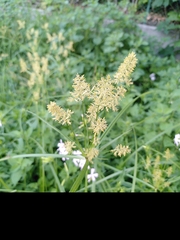 Cyperus esculentus