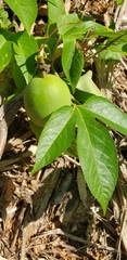 Passiflora incarnata