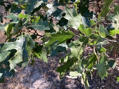 Quercus kelloggii