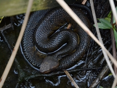 Agkistrodon piscivorus