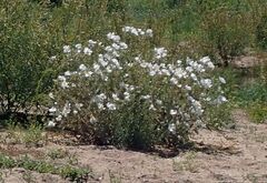 Argemone munita