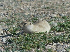 Urocitellus richardsonii
